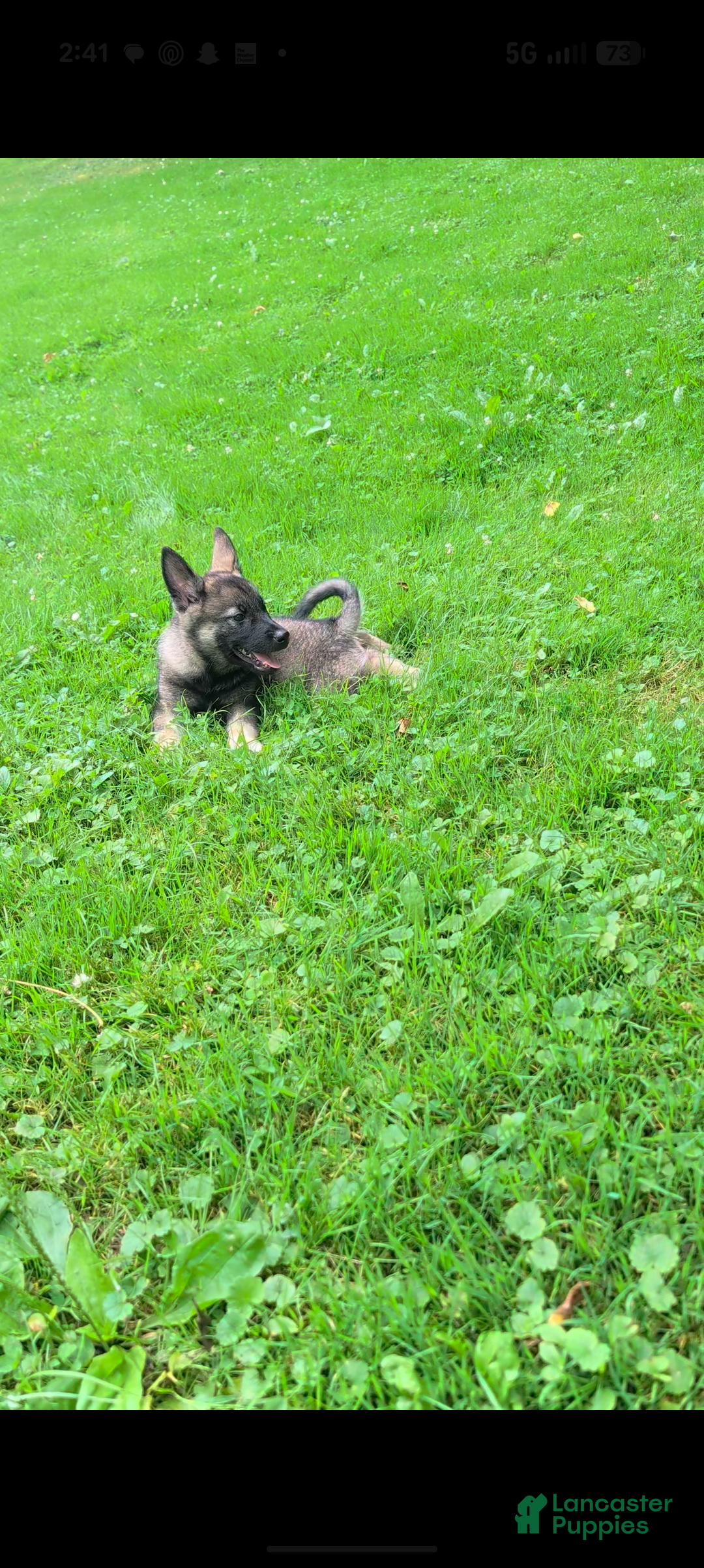 Norwegian Elkhound dogs for sale: Bubba - Ad 1