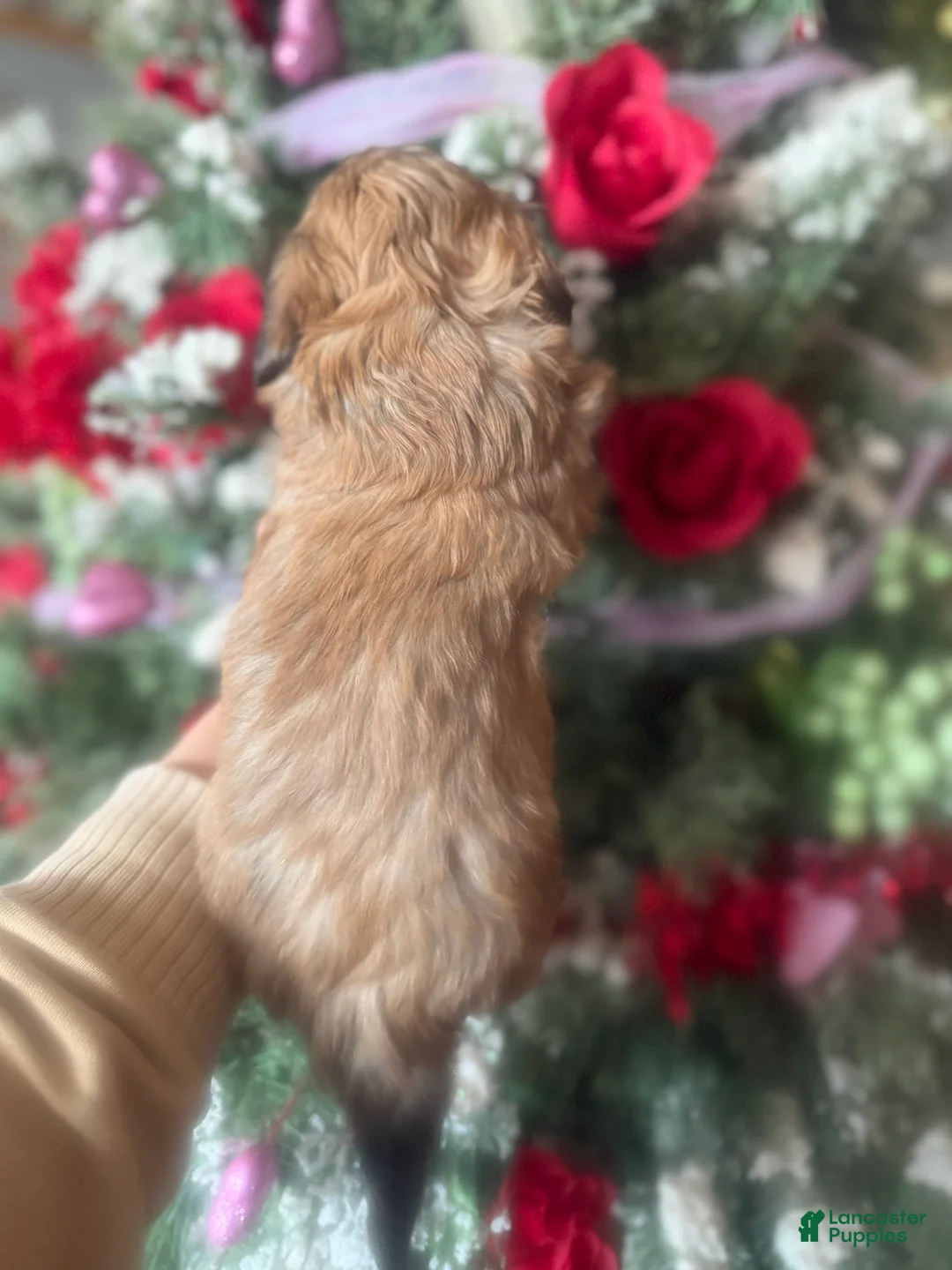 Malshi dogs for sale: Malshi Puppy 5 - Ad 3