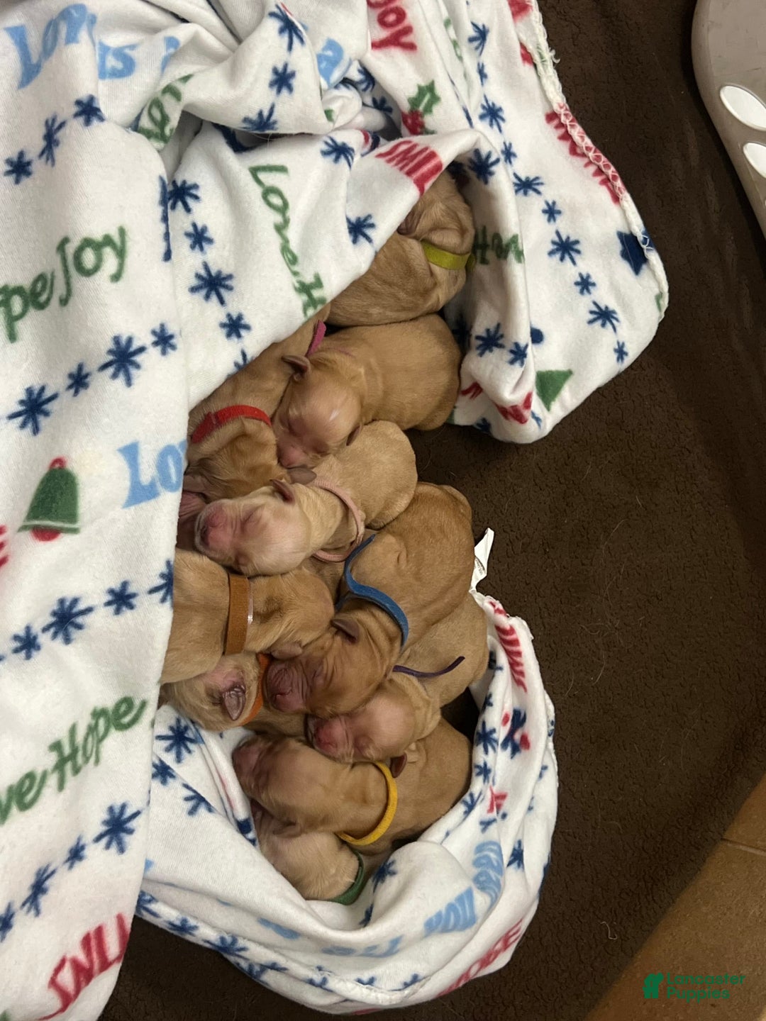 Gallery Image {{count}}