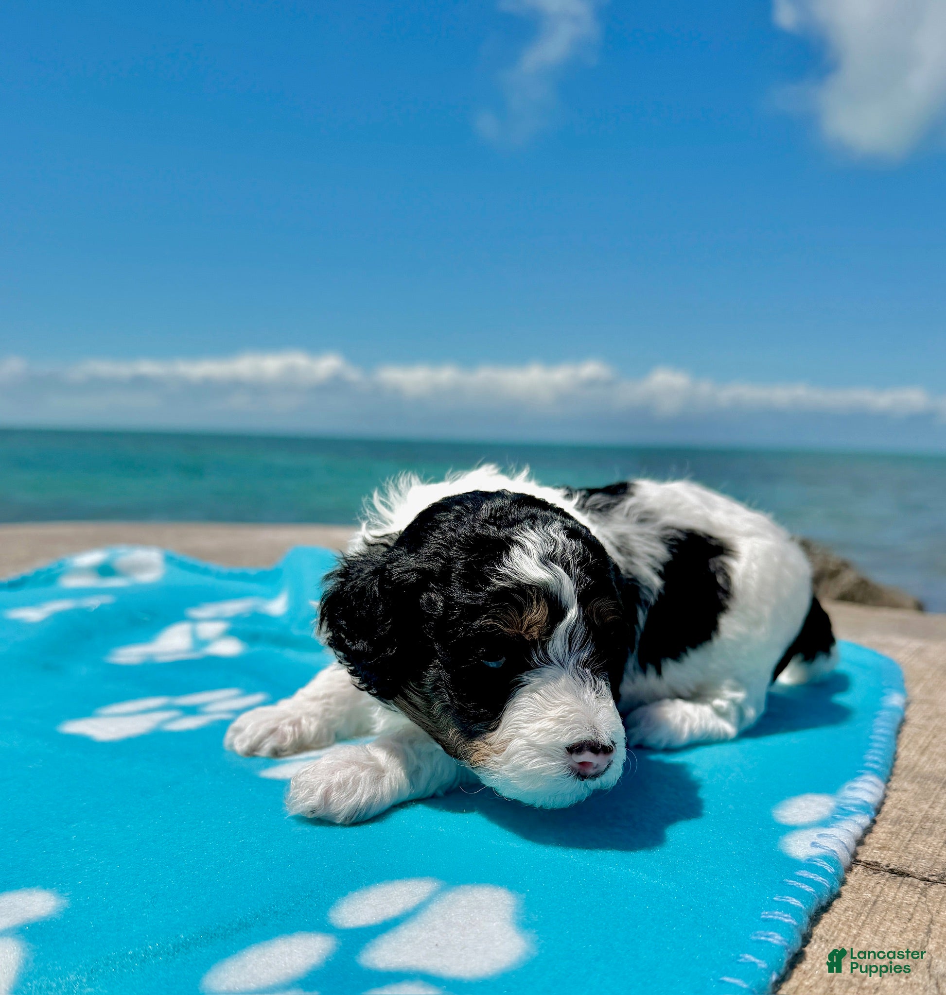 Miniature Poodle dogs Miniature Poodle Green - Ad 1