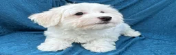 Mixed Breed dogs for sale: Stuart - Ad 4