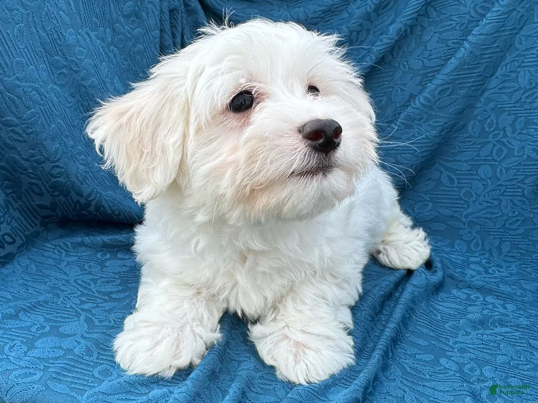 Mixed Breed dogs for sale: Stuart - Ad 4
