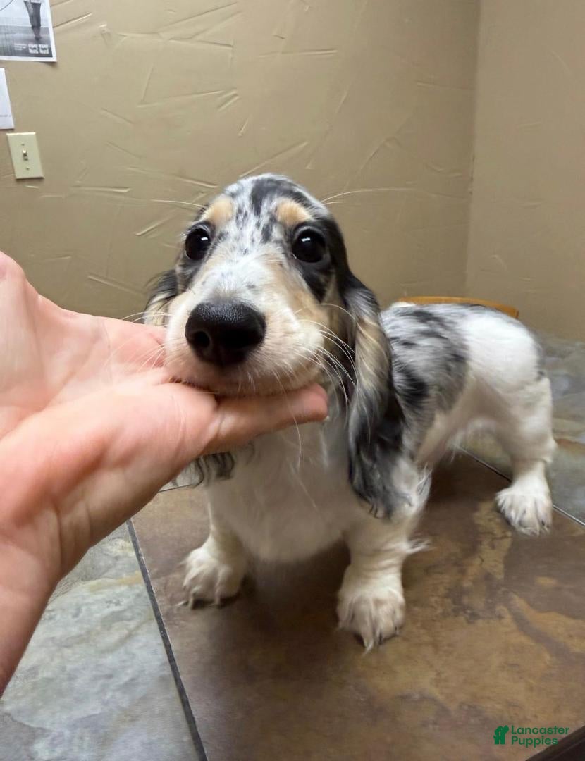 Dachshund dogs for sale: Randy Travis - Ad 21