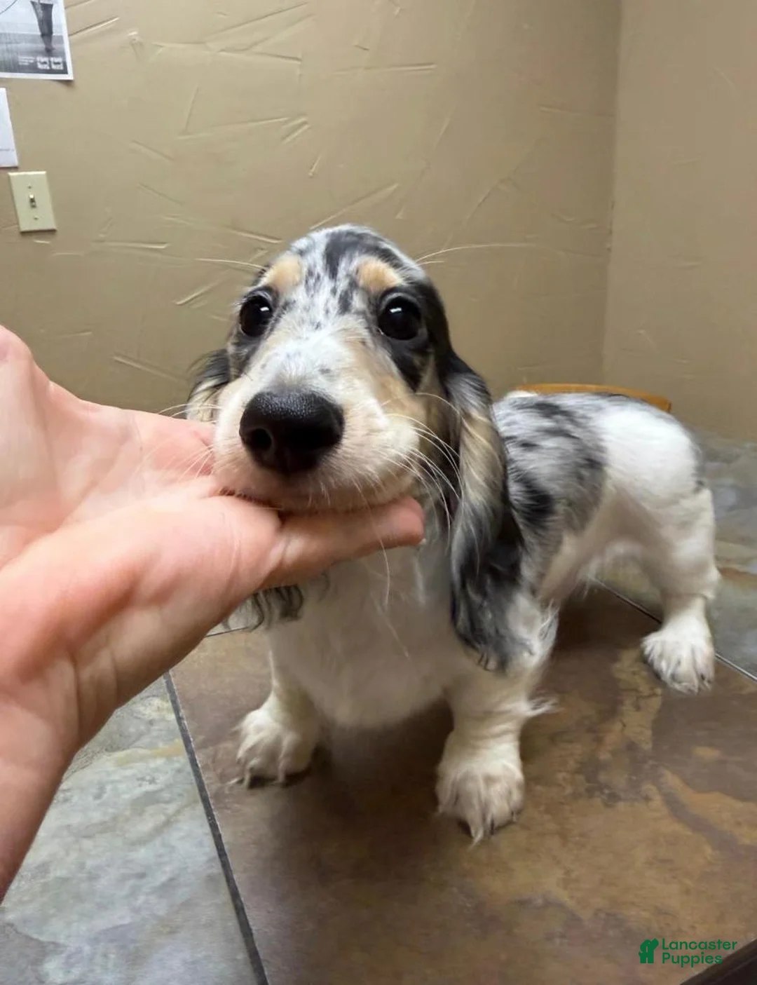 Dachshund dogs for sale: Randy Travis - Ad 1