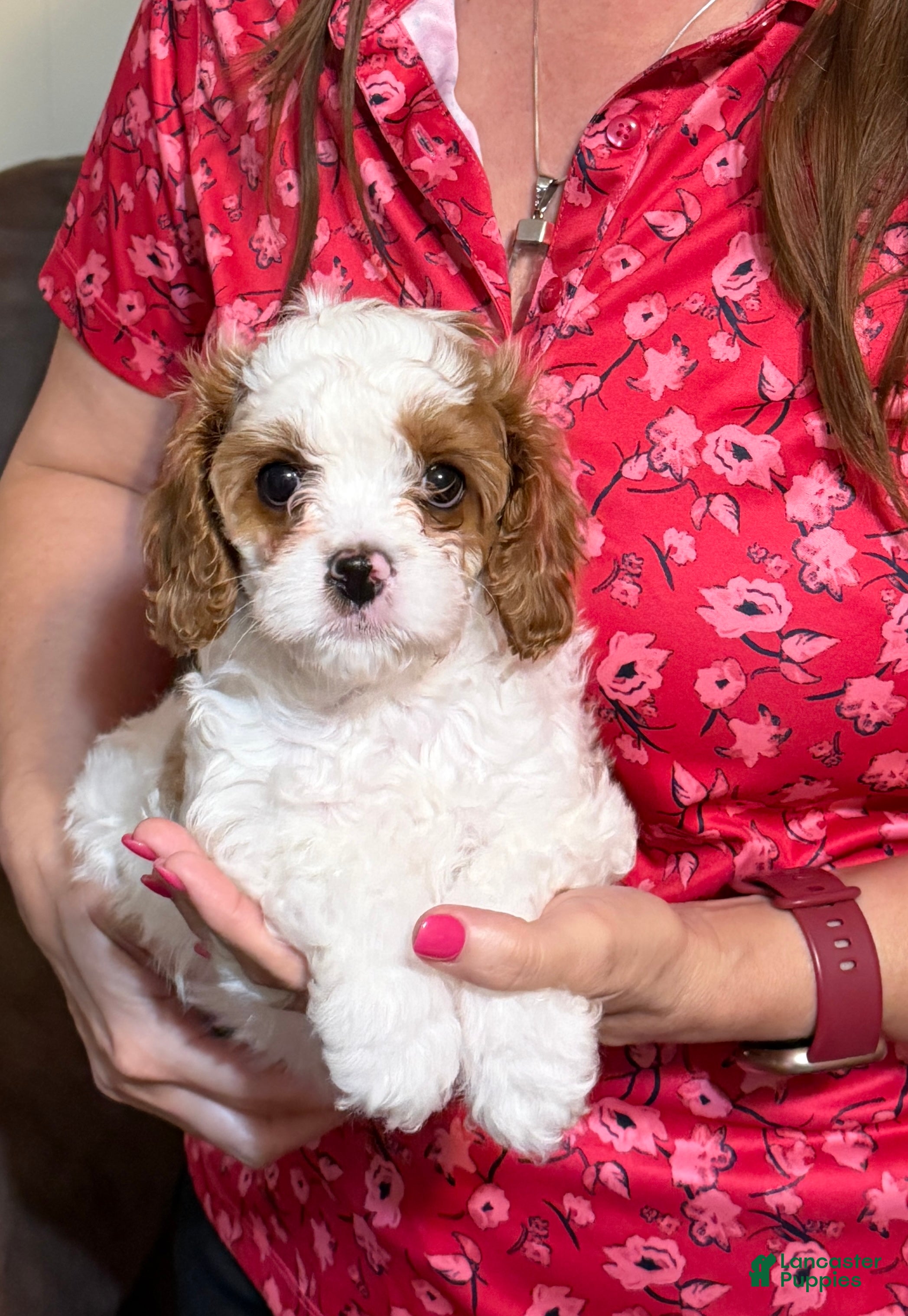 Cavapoo dogs Cavapoo Puppy 2 - Ad 1