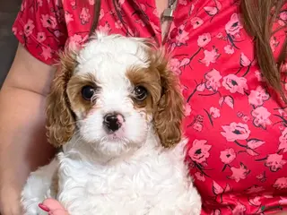 Cavapoo dogs Cavapoo Puppy 2 - Ad 1
