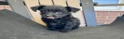 Yorkiepoo dogs for sale: Hucky - Ad 4
