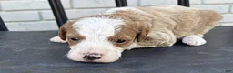 Mini Goldendoodle dogs for sale: Edam - Ad 3