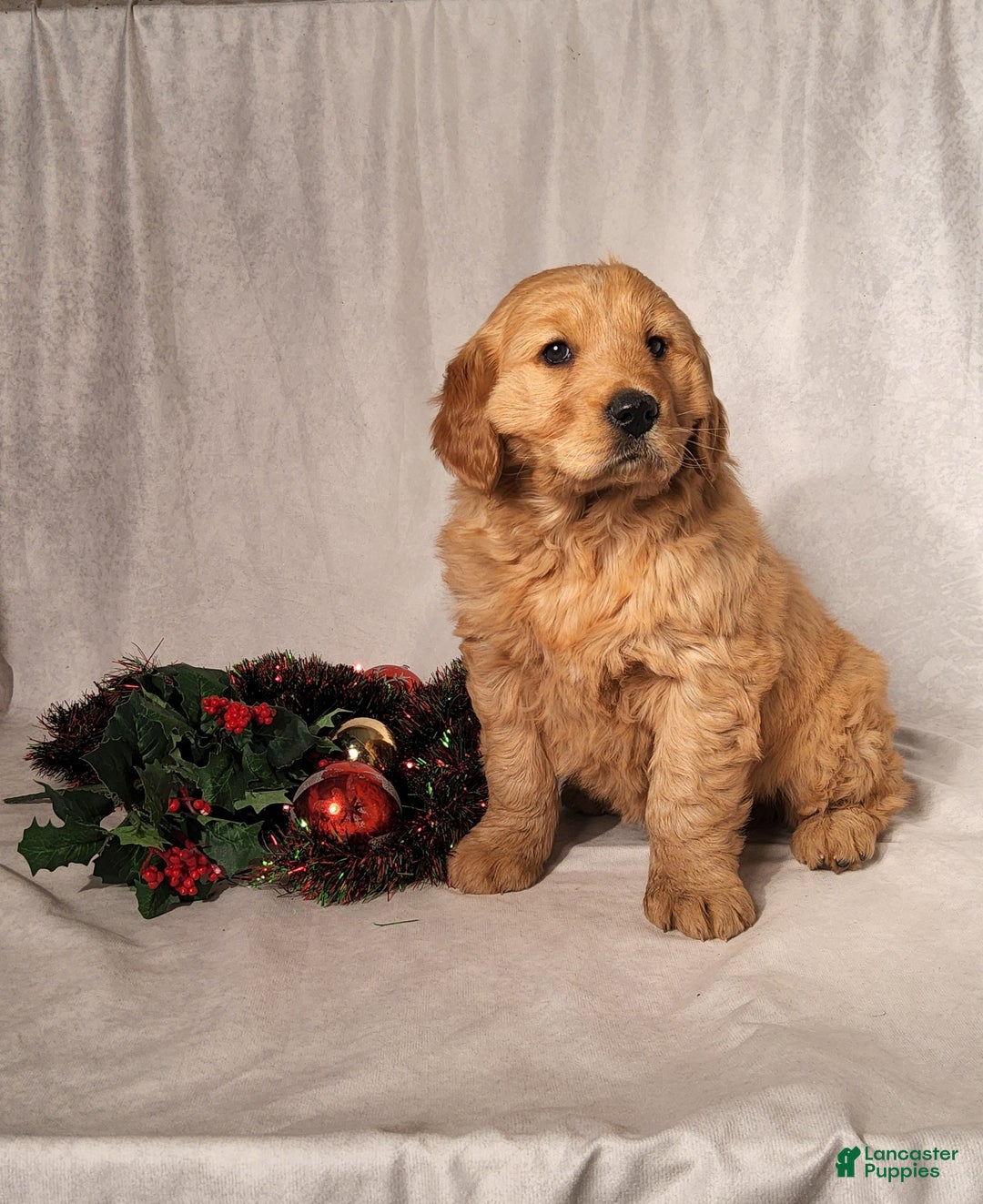 Goldendoodle dogs for sale: Betsy - Ad 2