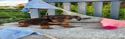 Miniature Dachshund dogs for sale: Tinkerbelle - Ad 6