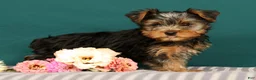 Yorkshire Terrier dogs for sale: Remmy - Ad 3