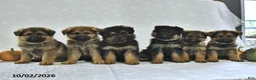 German Shepherd dogs for sale: Moose - Ad 5