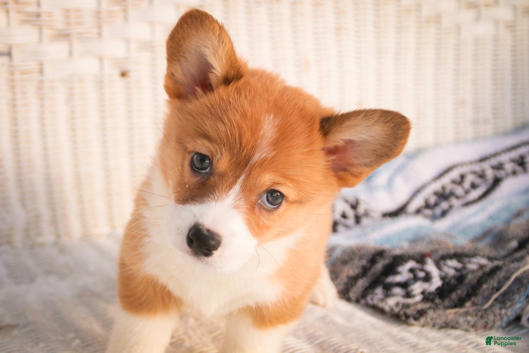 Welsh Corgi Pembroke dogs for sale: Spike - Ad 2