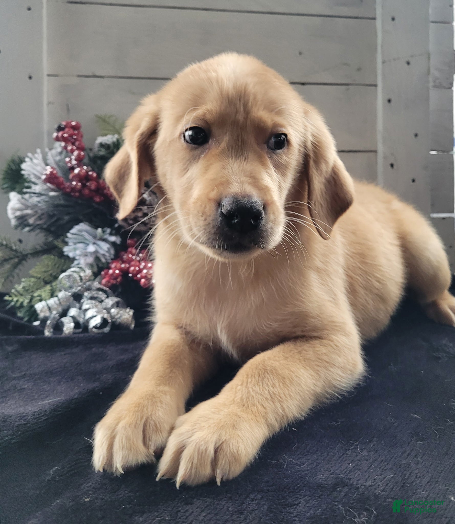 Labradoodle dogs Labradoodle Puppy 1 - Ad 7