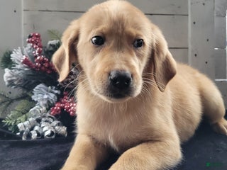 Labradoodle dogs Labradoodle Puppy 1 - Ad 16