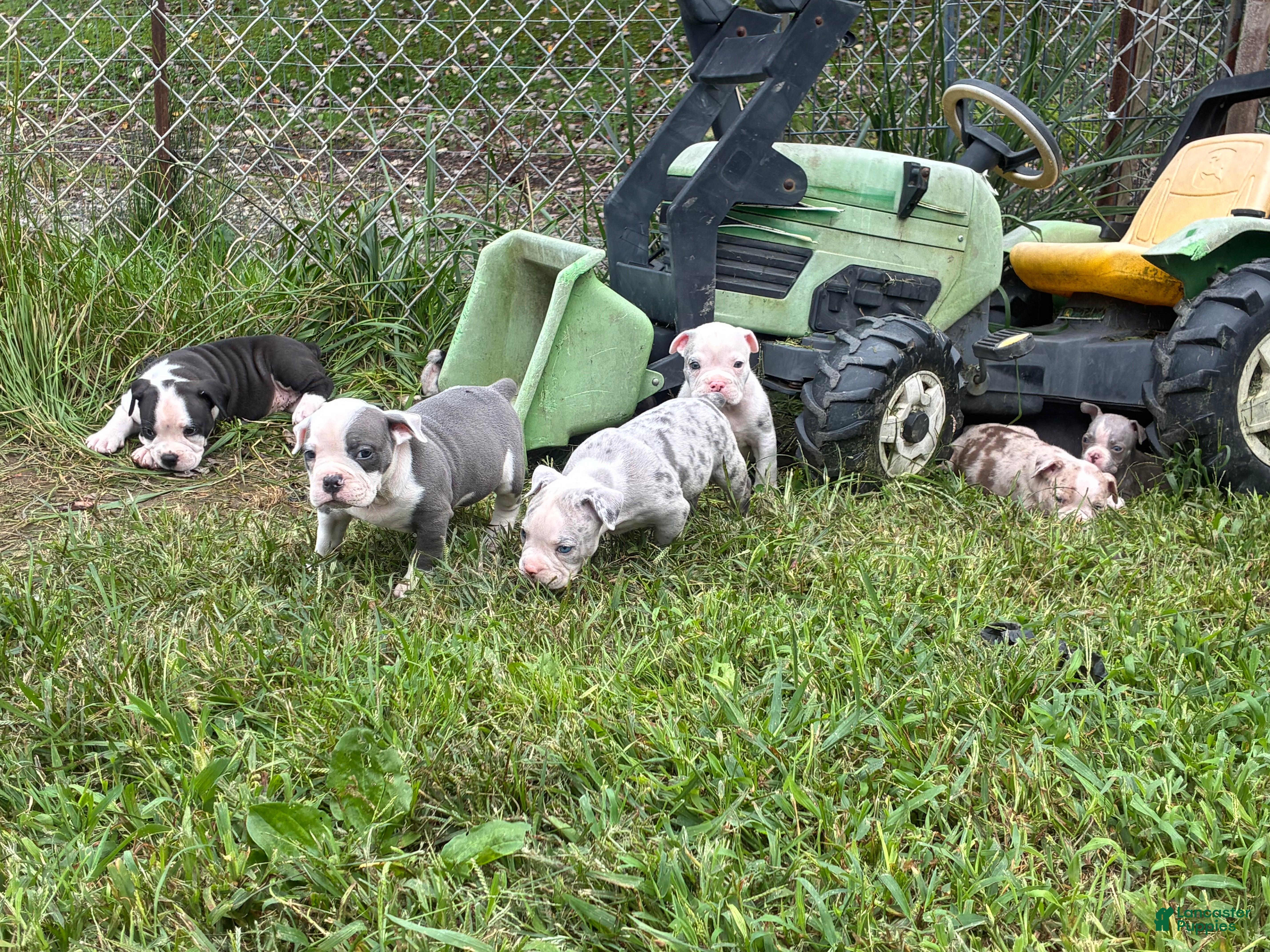 Olde English Bulldogge dogs Olde English Bulldogge 9 - Ad 2
