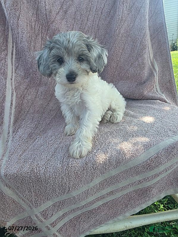 Toy Poodle dogs Poppy - Ad 2