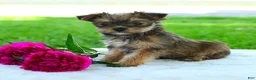 Yorkiepoo dogs for sale: Randall - Ad 3