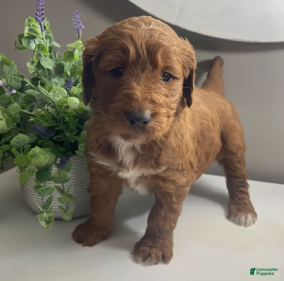 Goldendoodle dogs for sale: Huck RESERVED - Ad 2