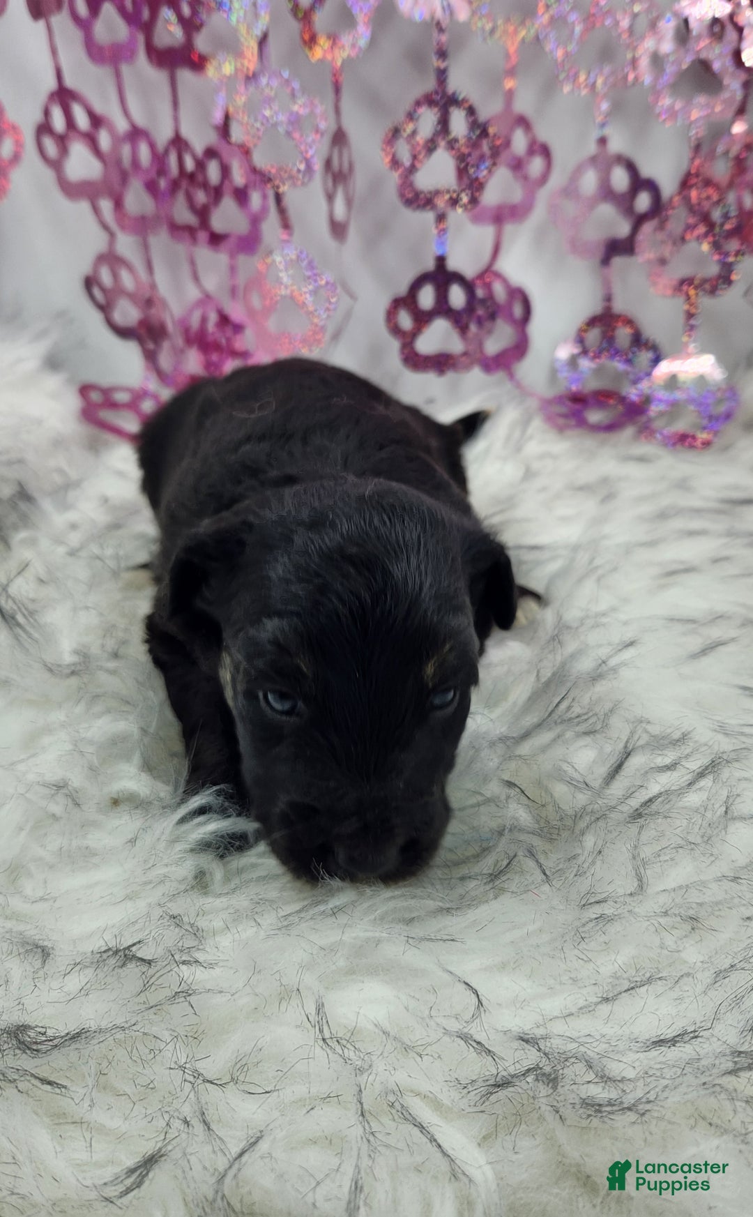 Mini Aussiedoodle dogs for sale: Mini Aussiedoodle Puppy 5 - Ad 4