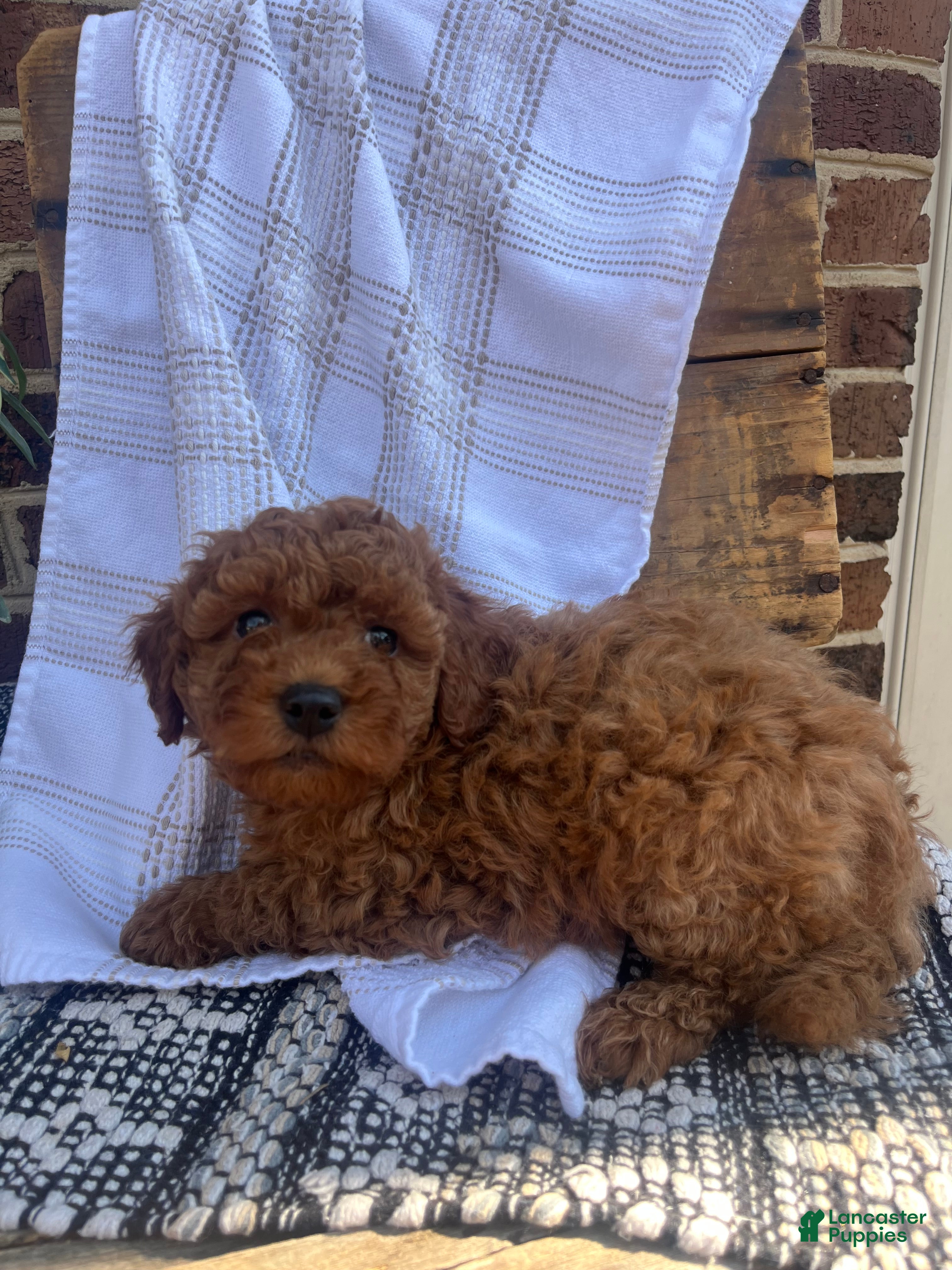 Mini Goldendoodle dogs Charlie - Ad 33
