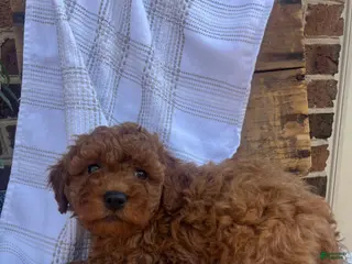 Mini Goldendoodle dogs Charlie - Ad 10
