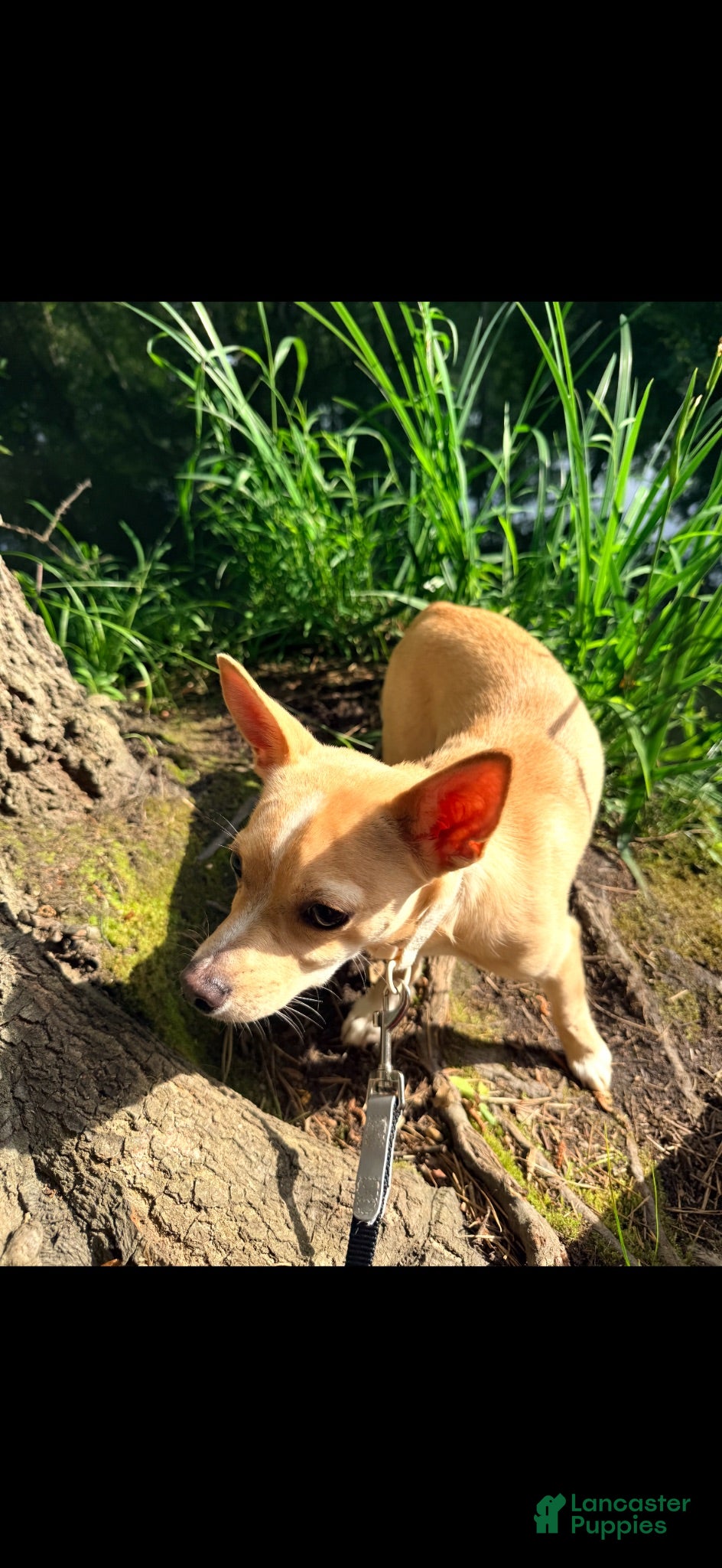 Chihuahua dogs Chopper - Ad 8