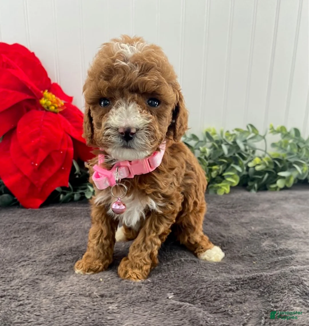 Toy Poodle dogs for sale: Jazzy - Ad 4