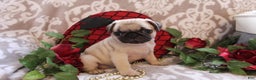 Pug dogs for sale: Clint - Ad 8