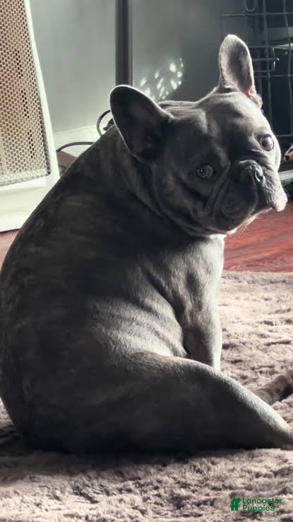 French Bulldog dogs French Bulldog 1 - Ad 15