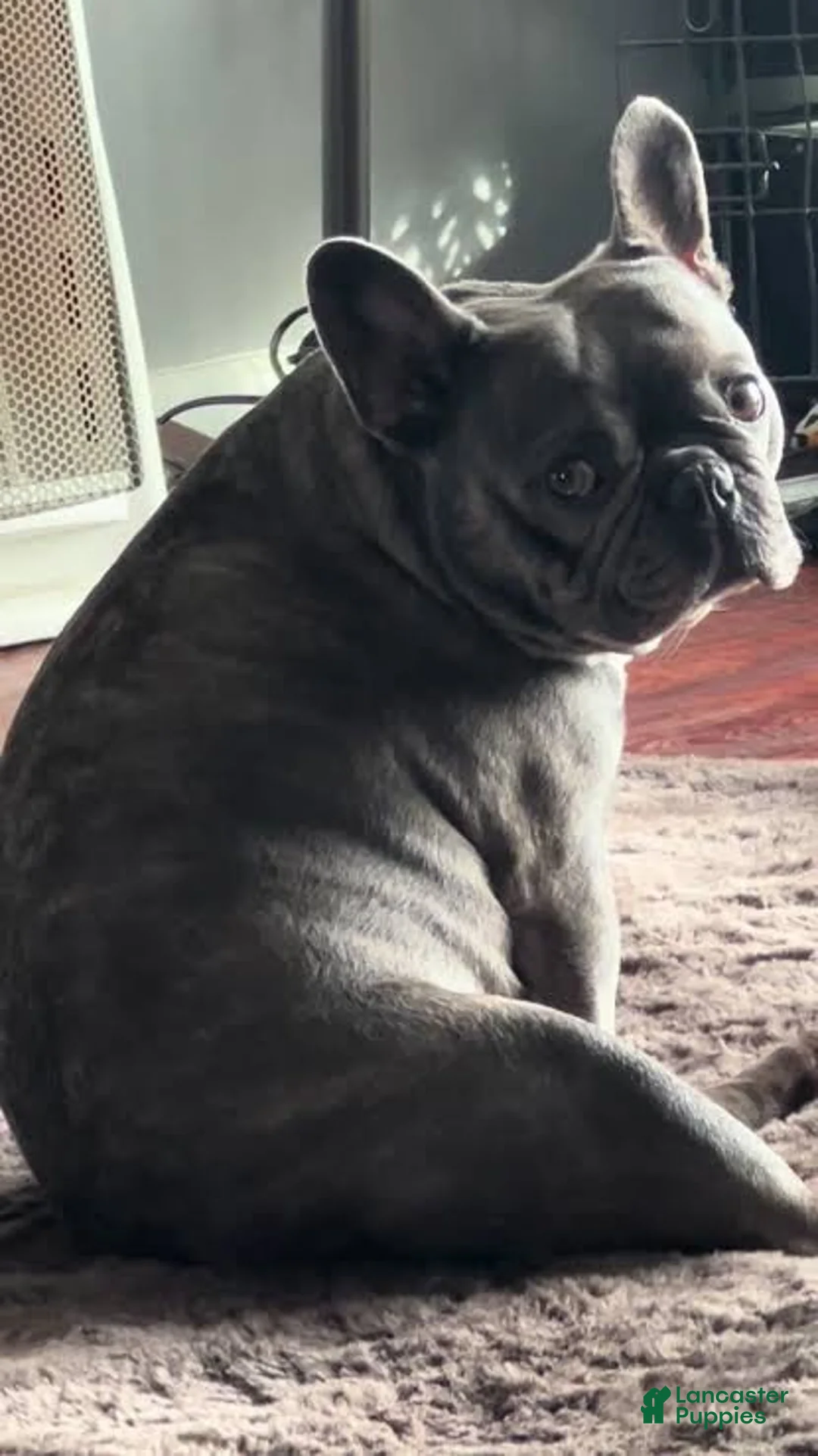 French Bulldog dogs for sale: French Bulldog 1 - Ad 1