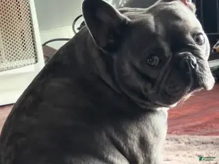 French Bulldog dogs French Bulldog 1 - Ad 15