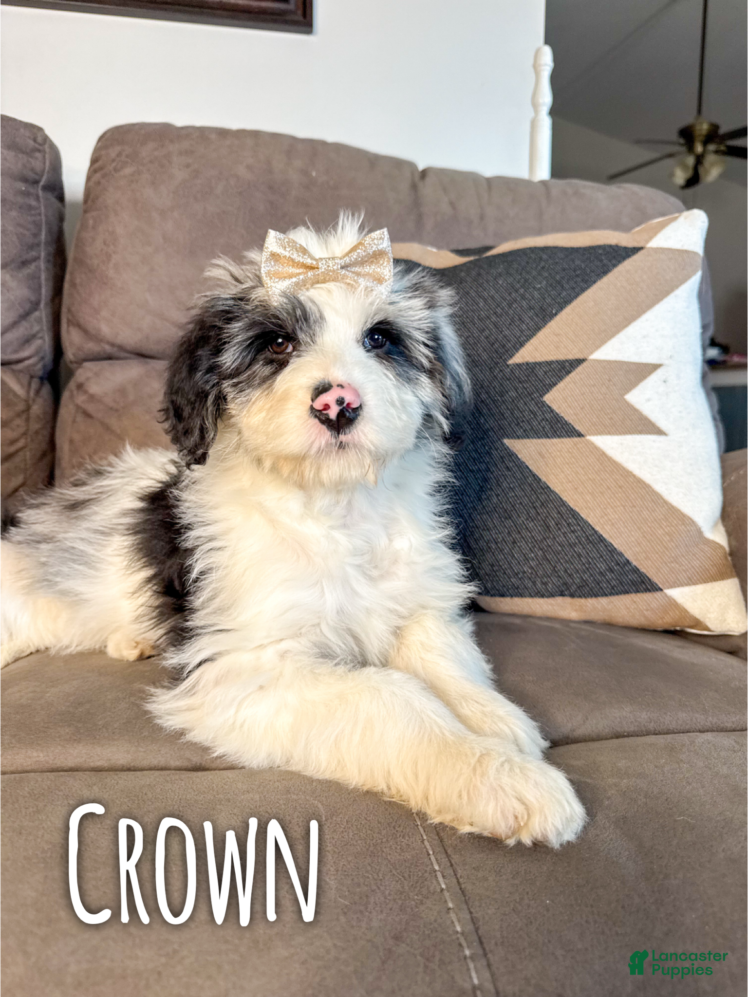 Aussiedoodle dogs Crown - Standard F1 - Ad 25