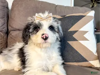 Aussiedoodle dogs Crown - Standard F1 - Ad 25