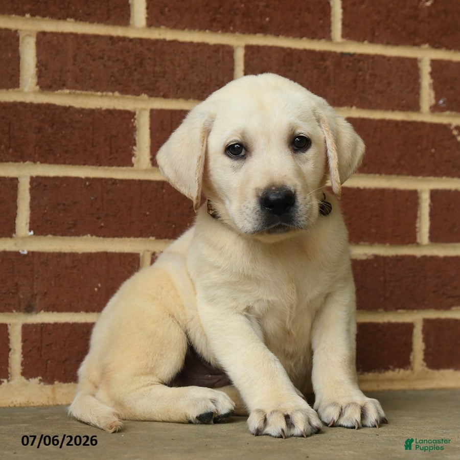 Labrador Retriever dogs Dunkin - Ad 1