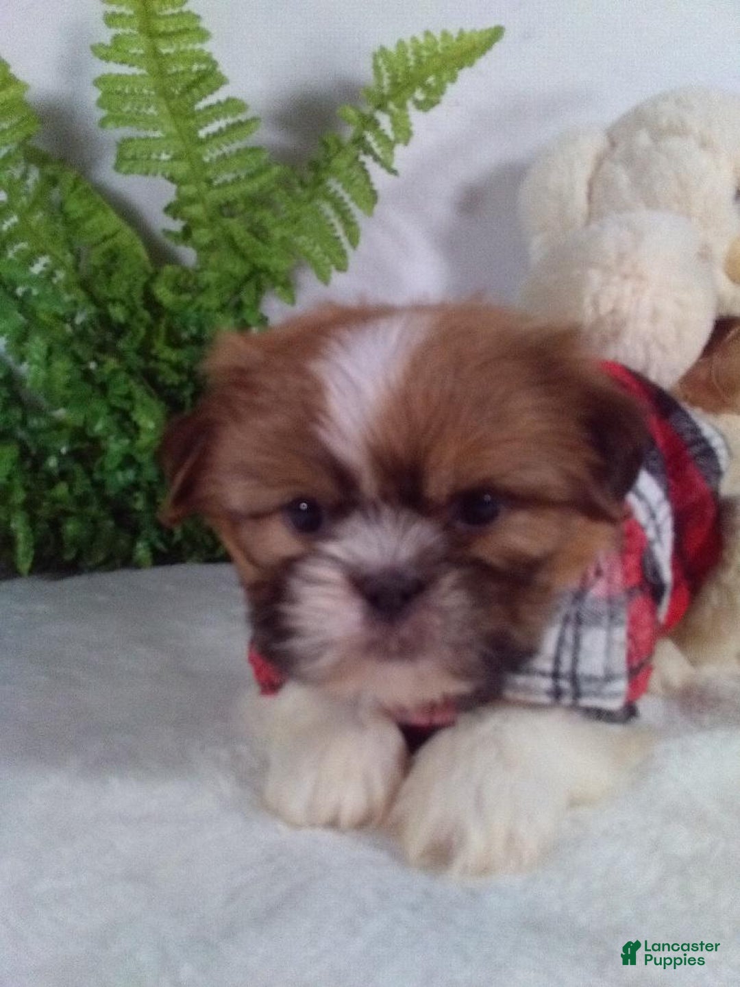 Shih Tzu dogs for sale: Cody - Ad 5