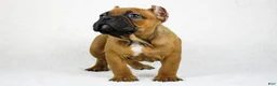 American Bully dogs for sale: Blue Tri - Ad 15