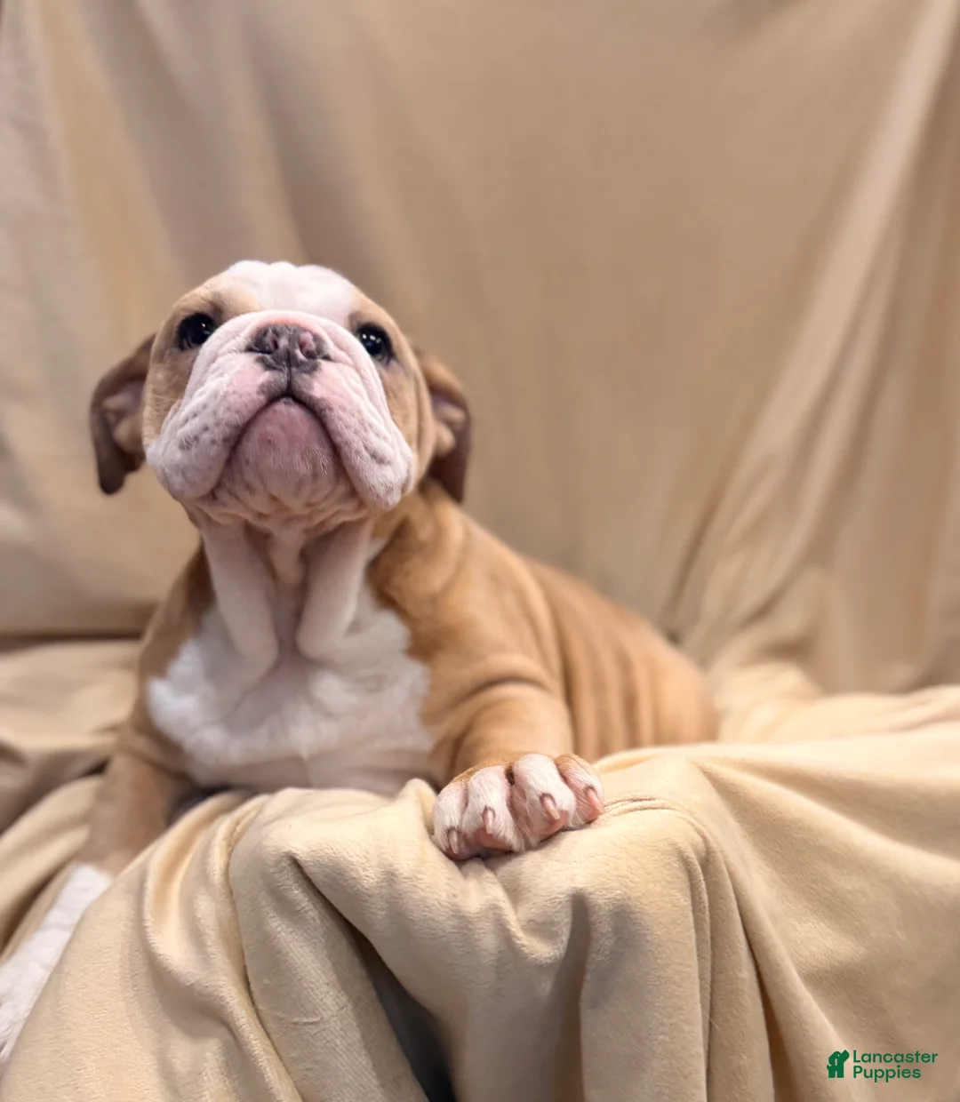 English Bulldog dogs for sale: Faith - Ad 13