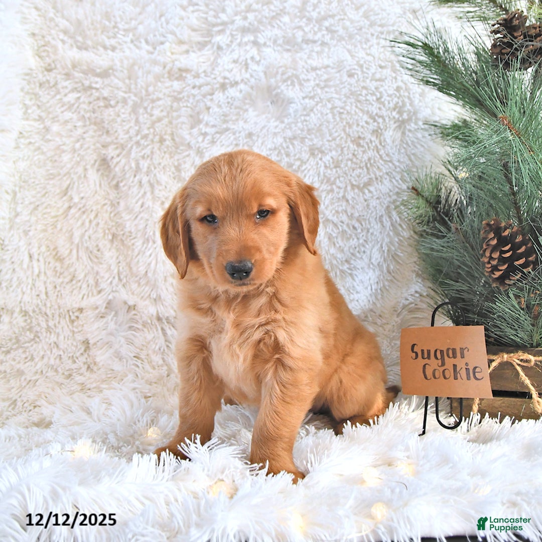 Golden Retriever dogs for sale: Sugar Cookie - Ad 2