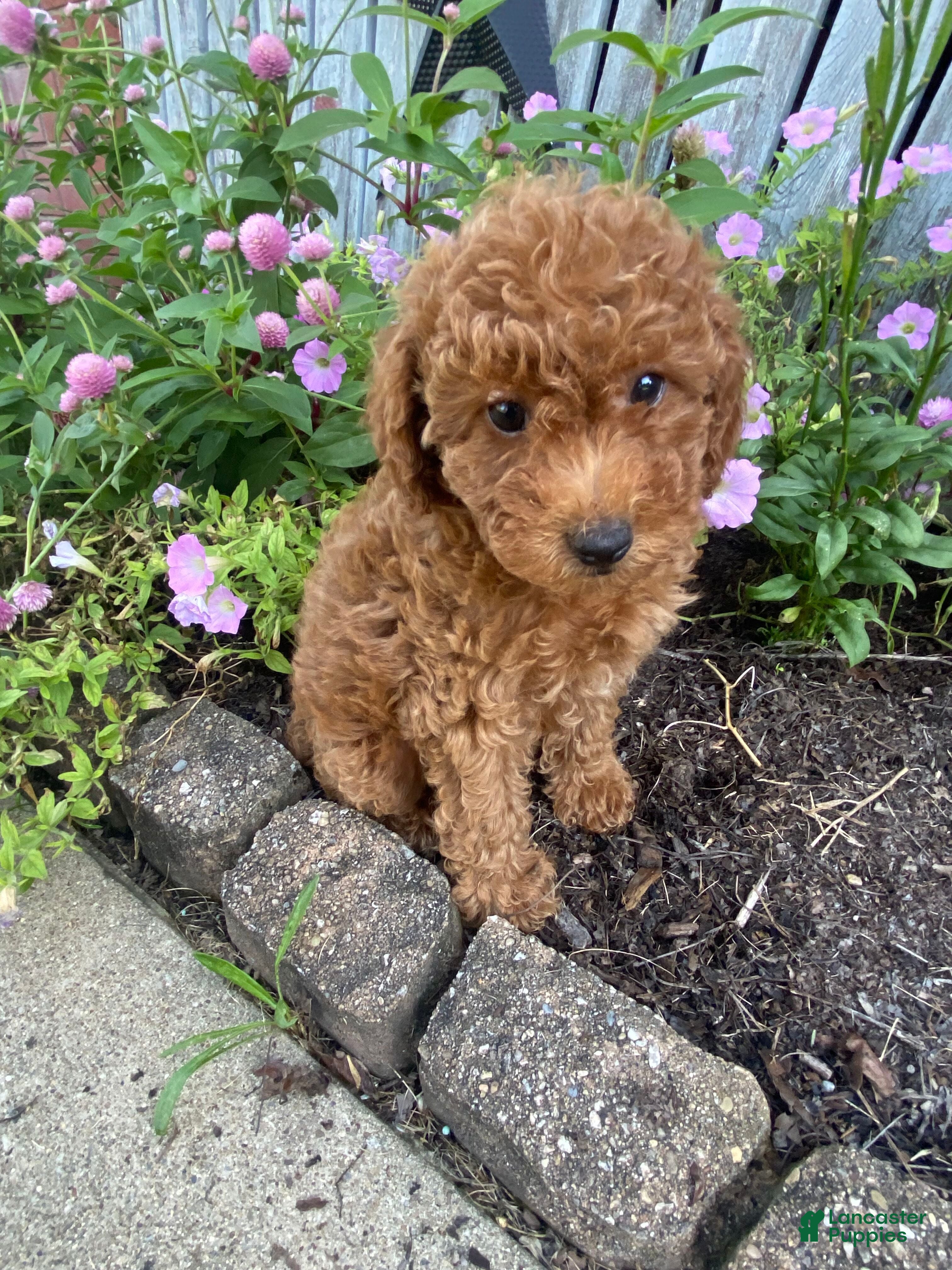 Miniature Poodle dogs Ruby - Ad 1
