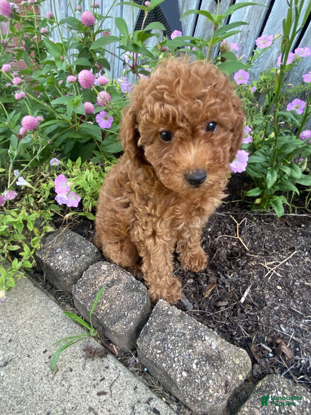 Miniature Poodle dogs for sale: Ruby - Ad 1