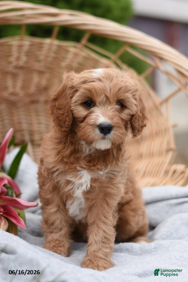 Cavapoo dogs Mya - Ad 1