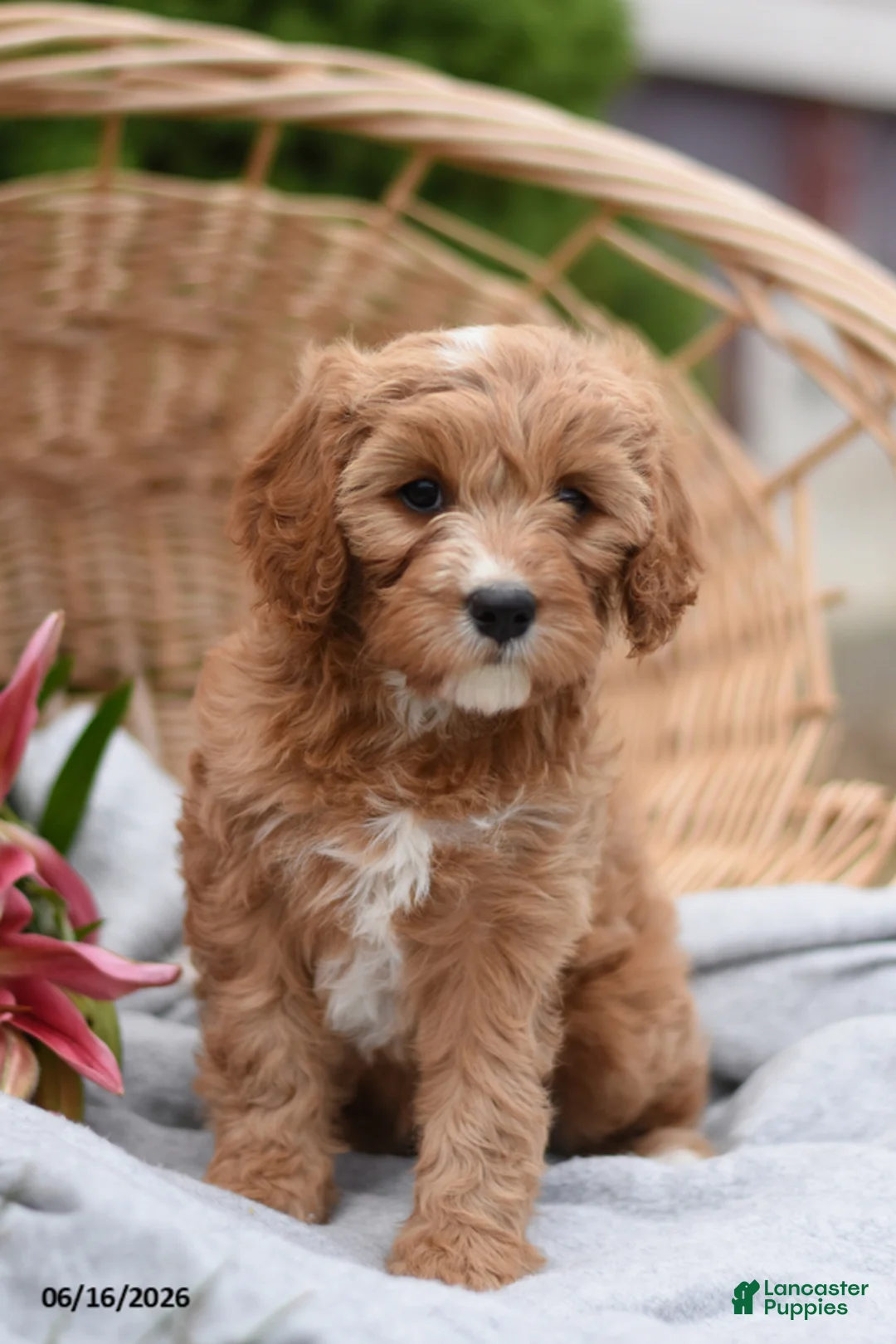 Cavapoo dogs for sale: Mya - Ad 1