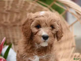 Cavapoo dogs for sale: Mya - Ad 2