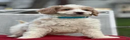 Mini Goldendoodle dogs for sale: Merlin - Ad 4