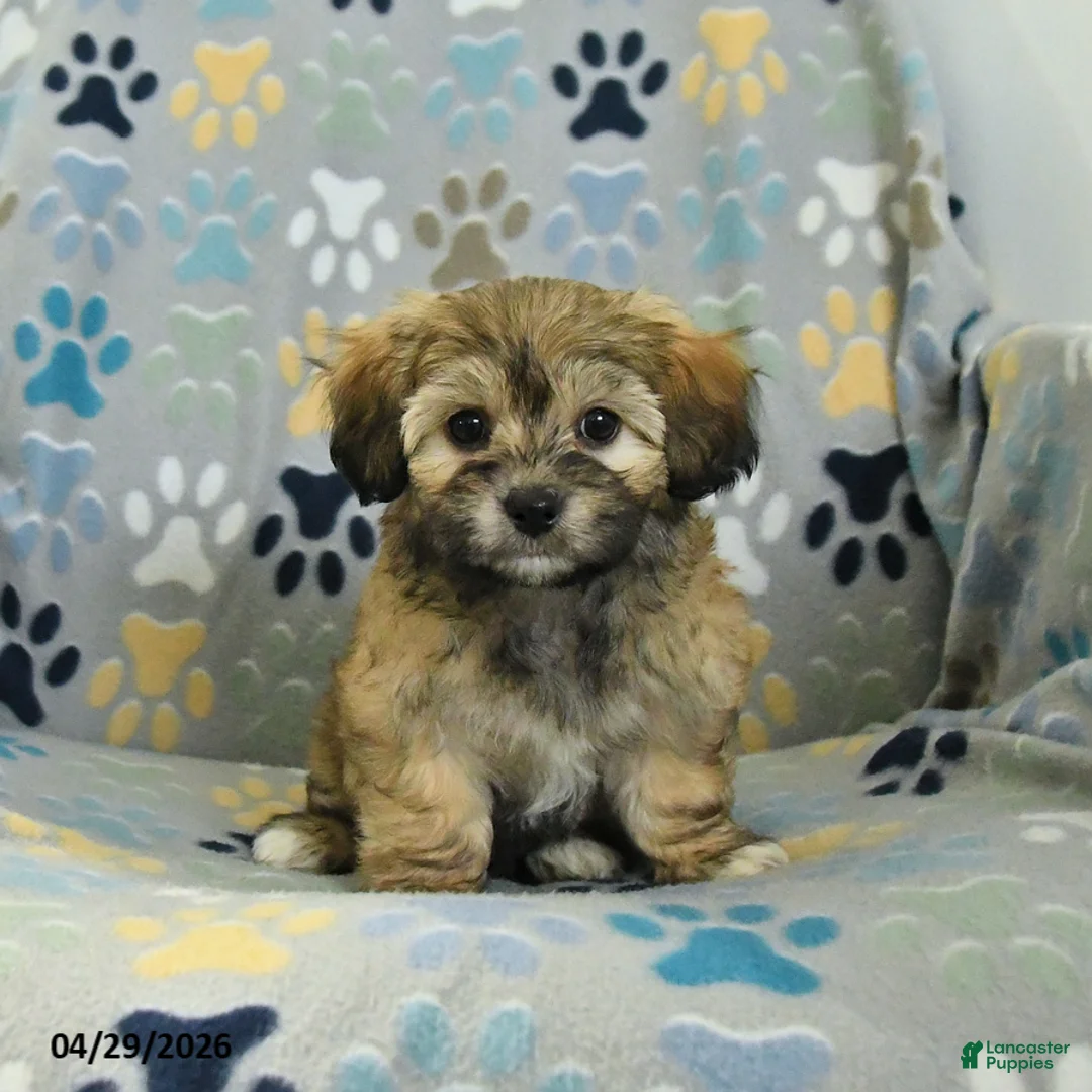 Mixed Breed dogs for sale: Oreo - Ad 2