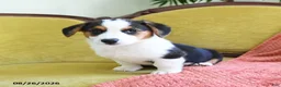 Welsh Corgi Pembroke dogs for sale: Bethany - Ad 4
