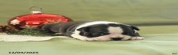 Boston Terrier dogs for sale: Mistletoe - Ad 3