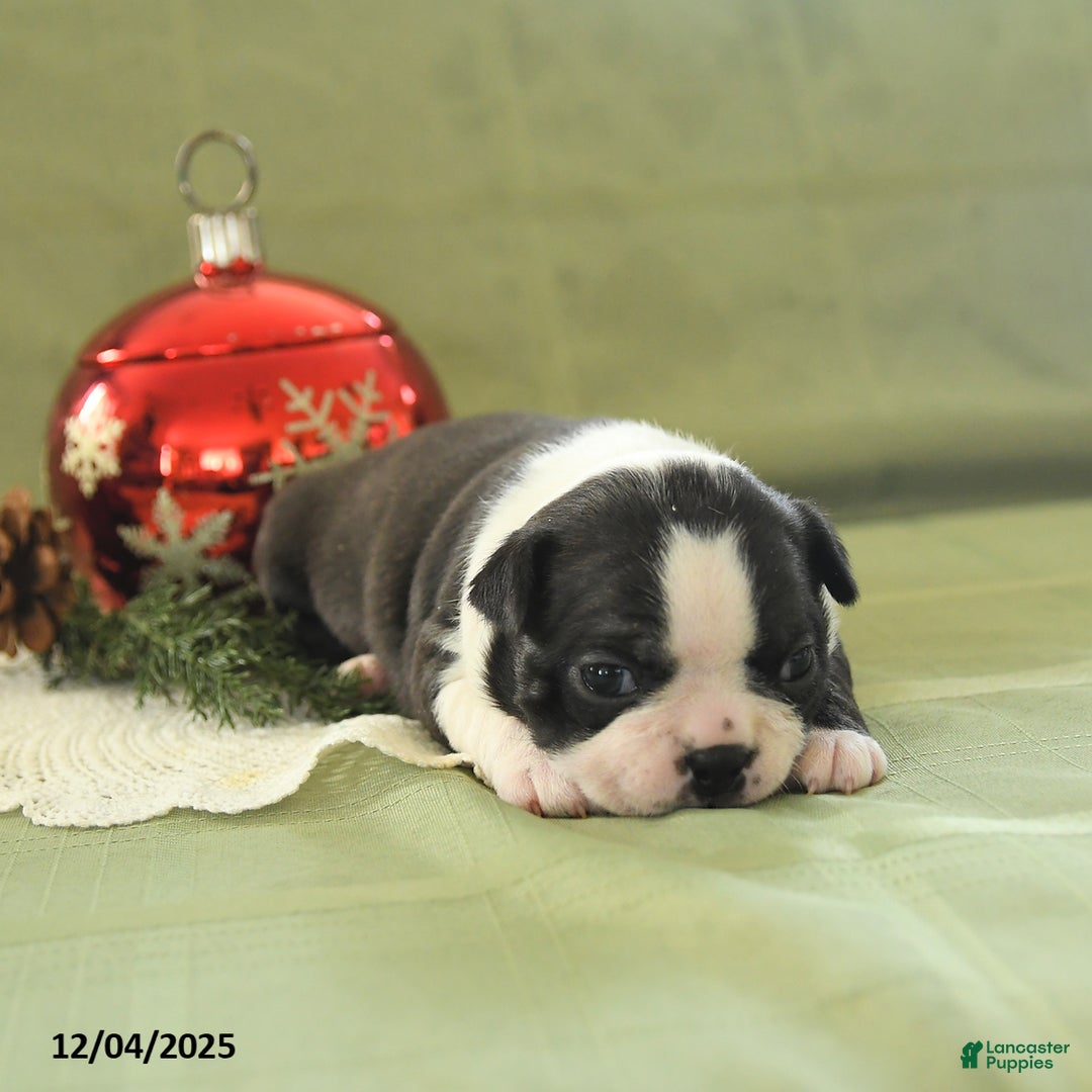 Boston Terrier dogs for sale: Mistletoe - Ad 3