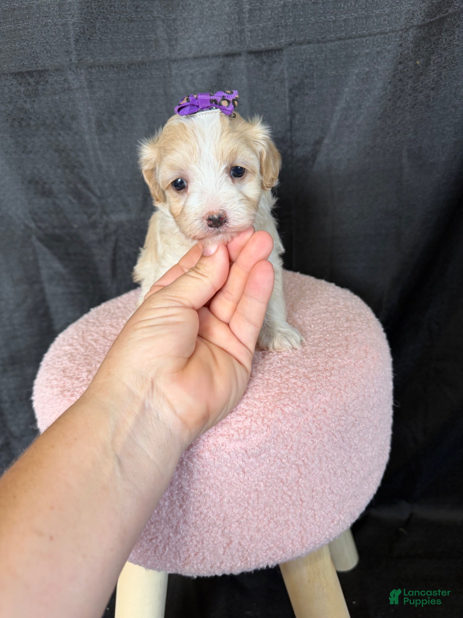 Maltipoo dogs Maltipoo Girl! Purple Bow - Ad 21